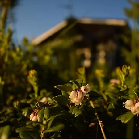 Loma-autio Apaja Puumala