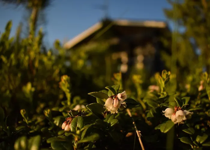 Loma-autio Apaja Puumala